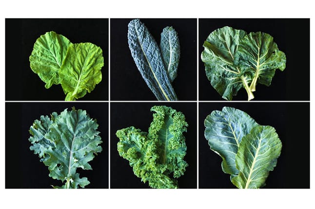 kale varieties