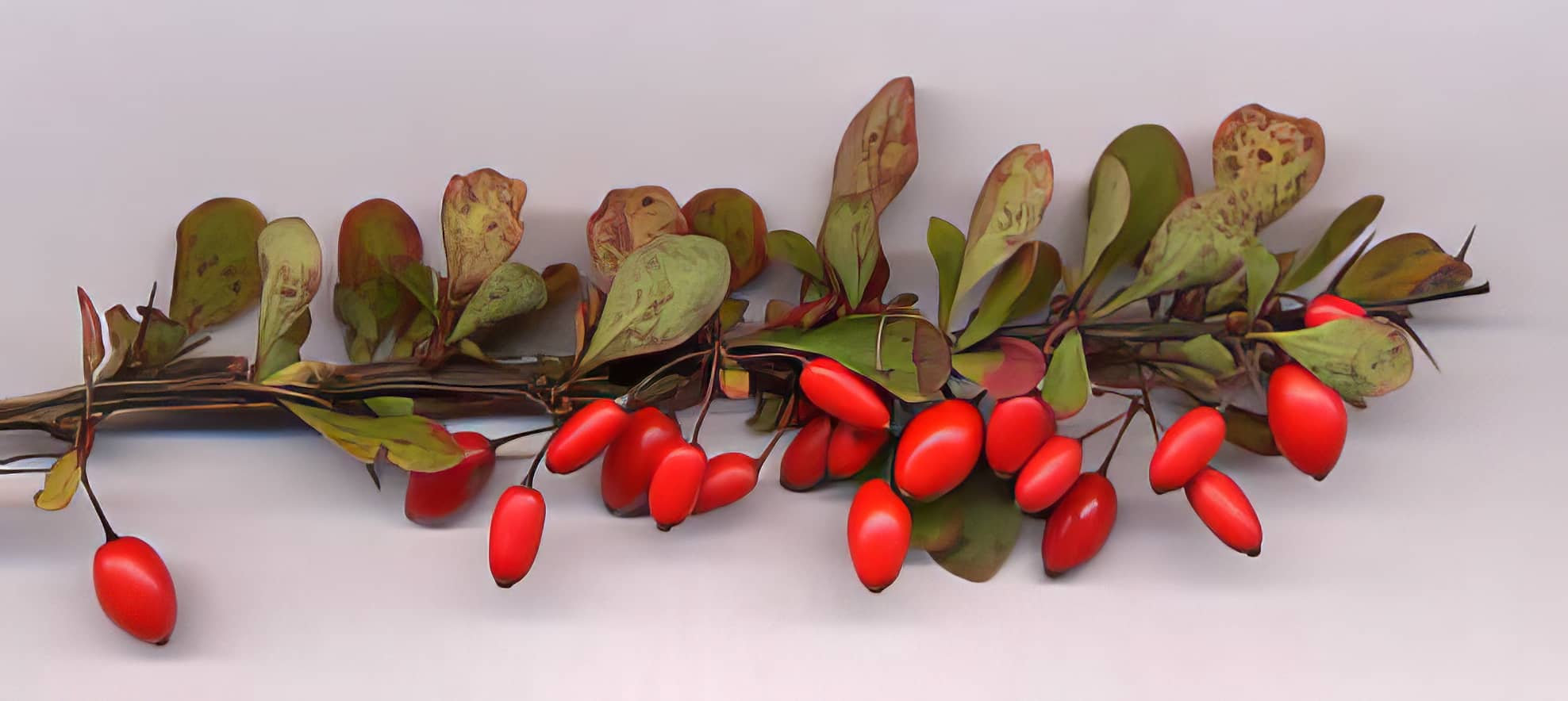 barberry plant