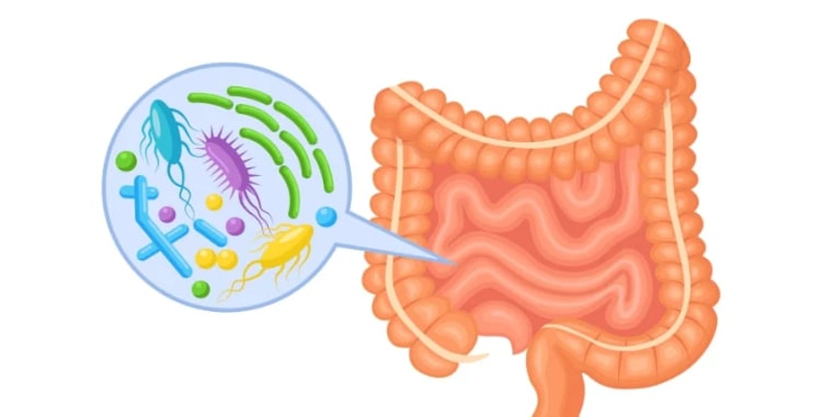 your microbiome - bacteria
