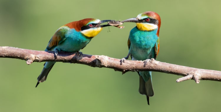 birds sharing food