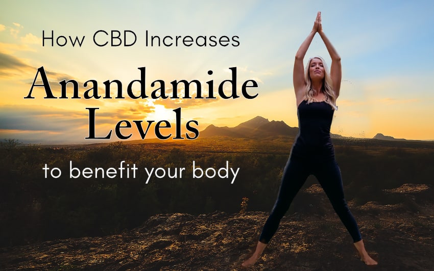 CBD and anandamide