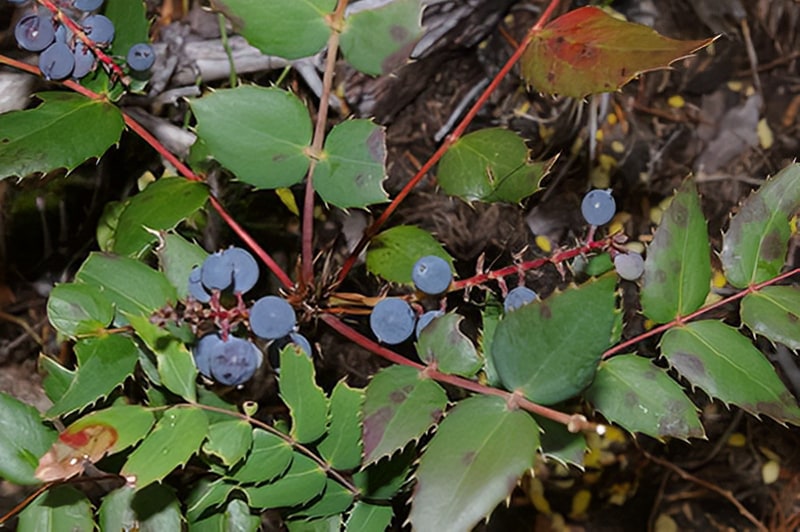 oregon grape root - Traveling With Kids