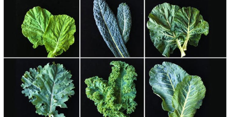varieties of kale