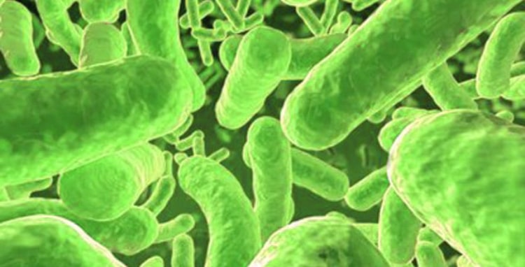 food poisoning bacteria