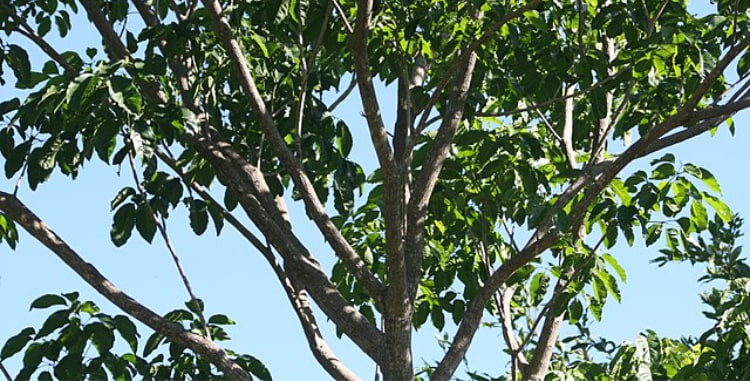 Pau D' Arco tree