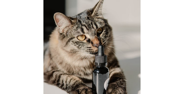 Cats and cbd oil