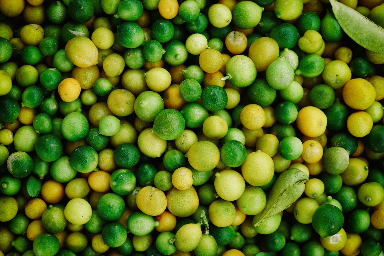 Why Plant Based Pea Protein Rocks