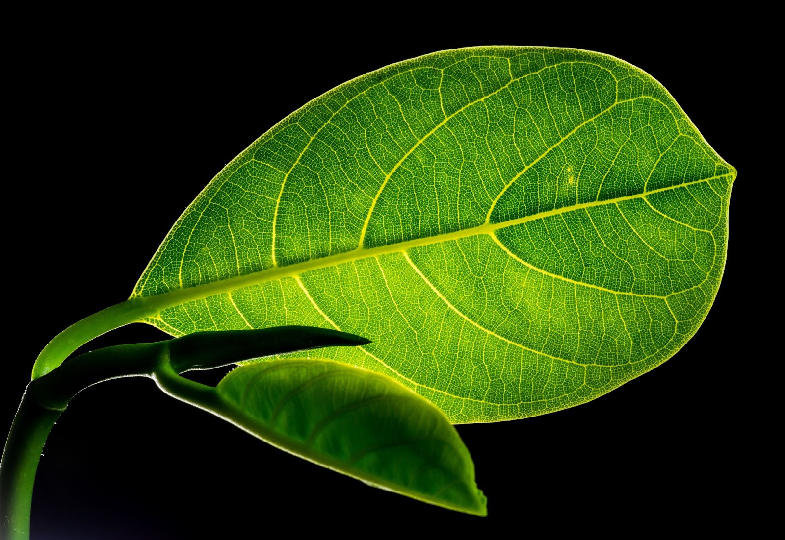 Chlorophyll – Not Just For Plants