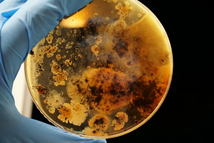 mold in petri dish