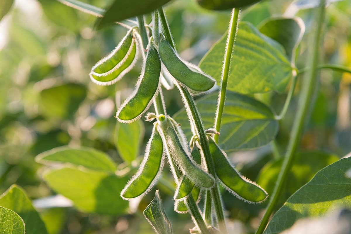 soy plant