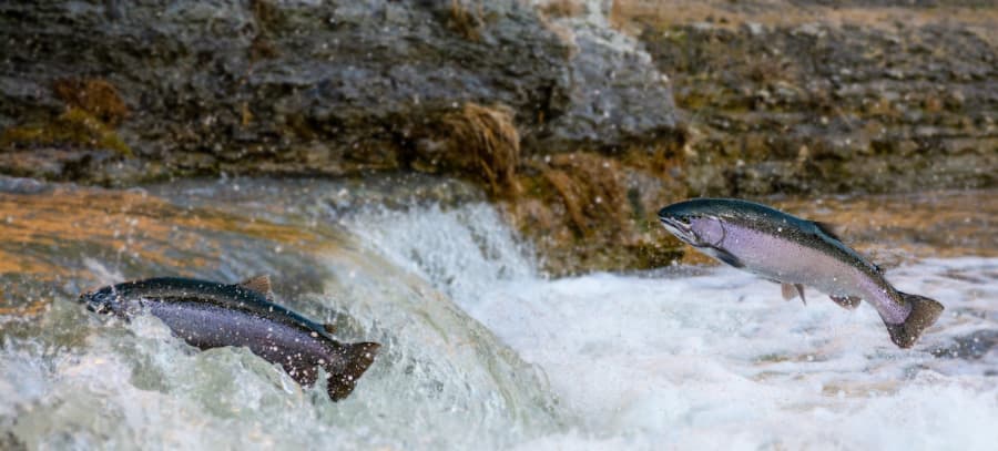 wild salmon in river