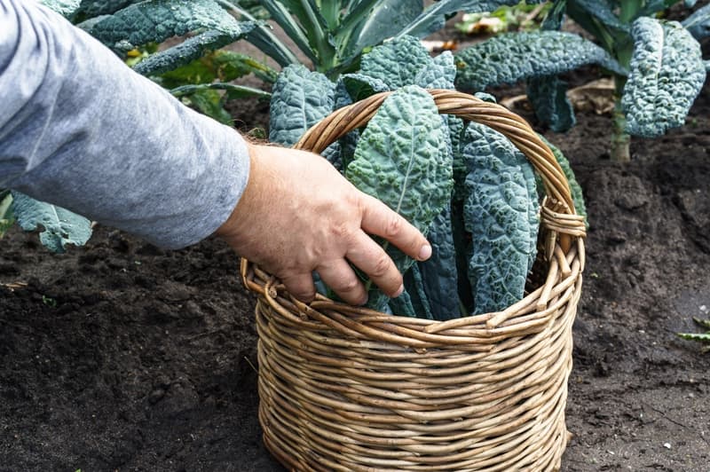 black kale in basket
