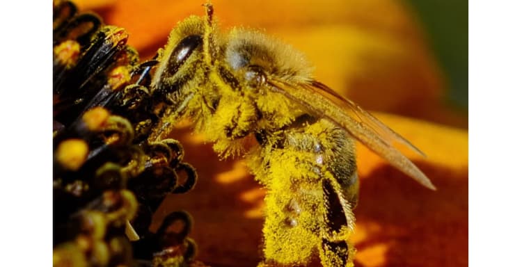 What’s All The Buzz About Bee Pollen?