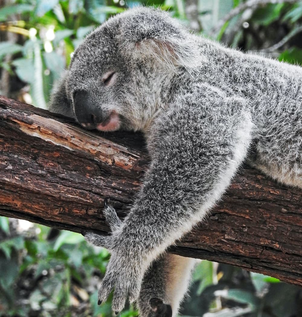 koala bear sleeping